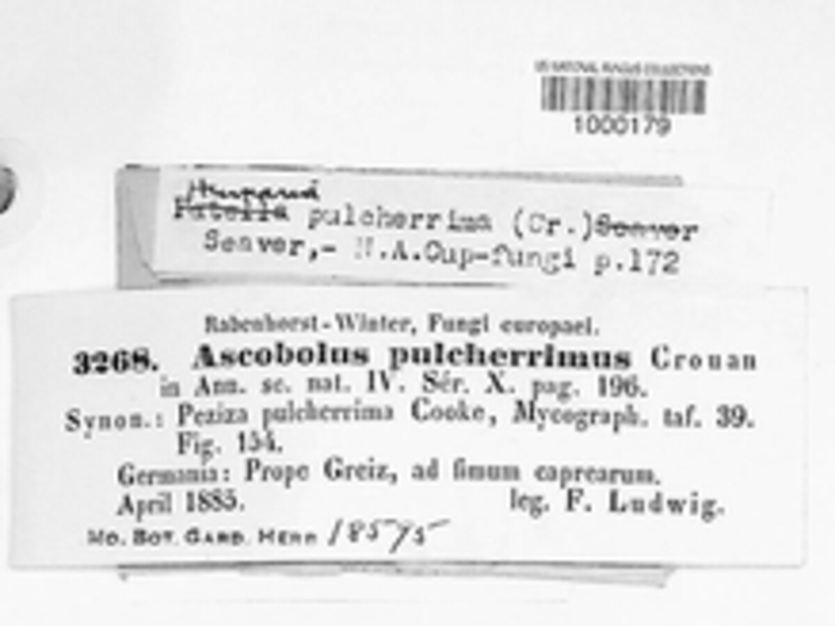 Cheilymenia pulcherrima image